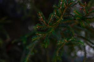 primo piano dell'albero di pino su uno sfondo sfocato foto