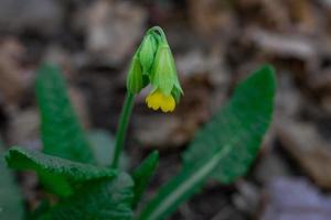 fiori e piante della foresta primo piano su uno sfondo sfocato foto