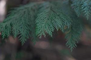 primo piano verde dell'albero di thuja su uno sfondo sfocato foto