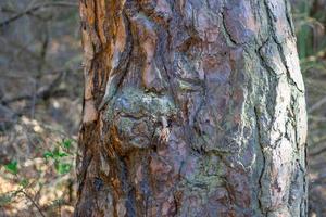 primo piano del tronco d'albero su sfondo sfocato foto