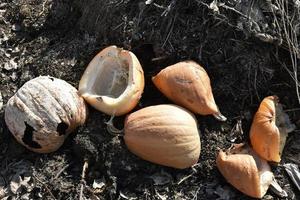 croste marce di zucca gialla nella spazzatura foto