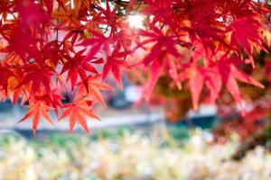 foglie d'acero rosse nel giardino del corridoio con sfondo di luce solare foto