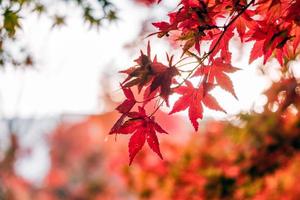 foglie d'acero rosse nel giardino del corridoio con luce solare offuscata foto