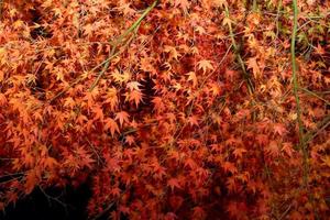 bellissimo albero di acero rosso con luce illuminata foto