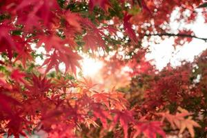 foglie di acero rosse in giardino foto