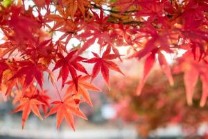 foglie di acero rosse in giardino foto