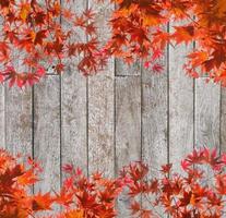 copertura ad arco di foglie di acero rosse su fondo di legno foto