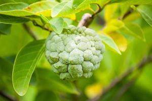 frutta di mela crema sull'albero verde nel giardino foto