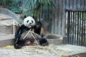 affamato orso panda gigante che mangia foto