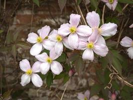 fiori di clematide di montagna piuttosto rosa in un giardino foto