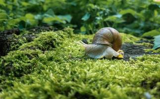 grande primo piano della lumaca della foresta su muschio verde. mollusco. foto