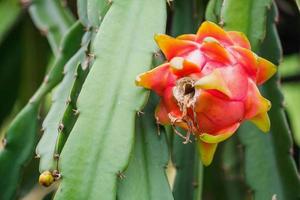 frutto del drago nel giardino foto