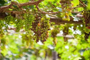 grappoli d'uva da vino rosso appesi alla vite