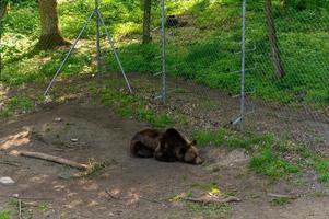 orso salvato dalle persone nella riserva. foto