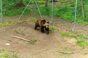 orso salvato dalle persone nella riserva. foto