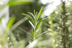 primo piano stelo di rosmarino fresco nel giardino. foto