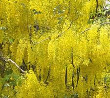 albero della doccia dorata full frame. bellissimi fiori gialli in natura. foto