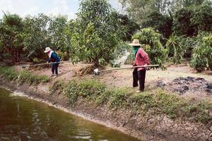 donna agricoltore che innaffia albero presso l'azienda agricola. foto