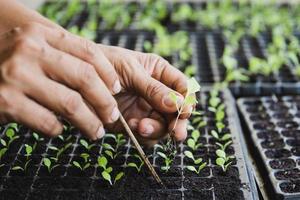 primo piano la mano dell'agricoltore che tiene i germogli di microgreens in giardino. foto