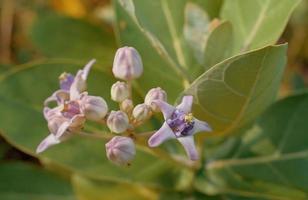 fiore corona in fiore, euforbia gigante, calotropis gigantea, fiore calotropo gigante foto