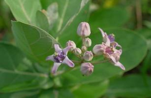 fiore corona in fiore, euforbia gigante, calotropis gigantea, fiore calotropo gigante foto