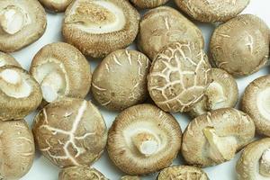 funghi misti su sfondo bianco, vista dall'alto e spazio di copia foto