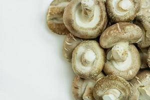 funghi misti su sfondo bianco, vista dall'alto e spazio di copia foto