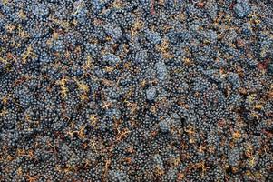 grappolo d'uva-vendemmia nei vigneti di bordeaux, francia-cabernet sauvignon foto