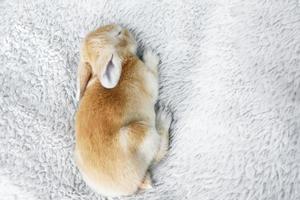 coniglietto di coniglio marrone