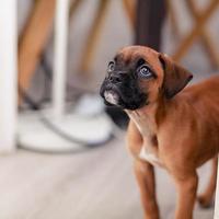 cucciolo di cane boxer foto