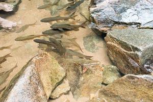 i pesci che nuotano nel fiume sono pietre d'acqua molto basse. Tailandia foto