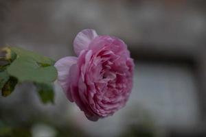 un fiore rosa foto