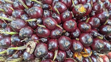 vista ravvicinata di frutta fresca di palma da olio in una piantagione di palma da olio. foto