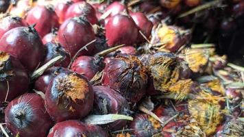 vista ravvicinata di frutta fresca di palma da olio in una piantagione di palma da olio. foto