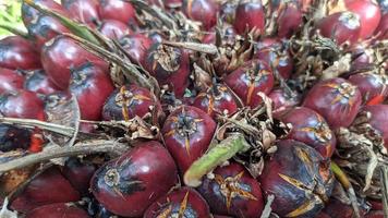 vista ravvicinata di frutta fresca di palma da olio in una piantagione di palma da olio. foto