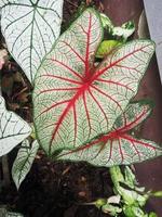 caladium bicolore grande pianta foglie colorate e variegate foto