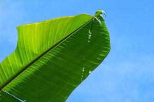 foglie di banana con sfondo chiaro cielo foto