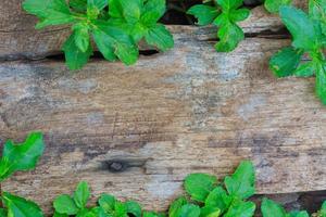foglie di edera verde su sfondo di legno con spazio di copia foto