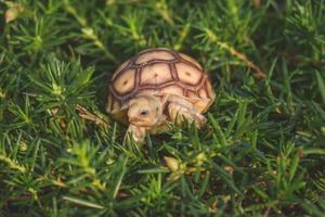 tartaruga sulcata che cammina e mangia erba. foto