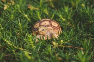 tartaruga sulcata che cammina e mangia erba. foto