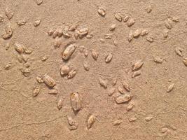 bella spiaggia di sabbia dorata vacanza estiva fresca brezza marina. cielo azzurro e nuvole bianche. piccolo di meduse sullo sfondo della spiaggia foto