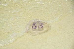 una medusa sulla spiaggia foto