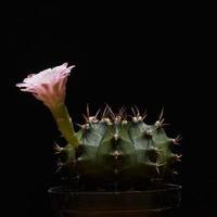 bellissimo fiore di cactus rosa su sfondo nero foto