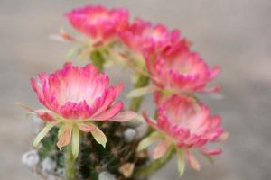 bellissimi fiori di cactus lobivia in vaso di fiori foto