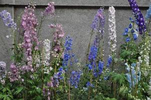 sfondo di fiori e piante foto