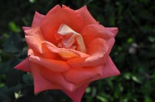 una rosa - vite ad arbusto da fiore perenne del genere rosa rosaceae foto