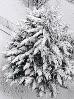 alberi coperti di neve in inverno foto