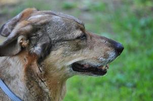 cane mammifero animale foto