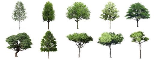 collezione bellissimi alberi 3d isolati su sfondo bianco, da utilizzare per la visualizzazione nella progettazione architettonica foto