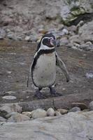 pinguino uccello animale foto